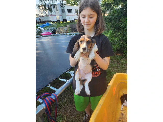 Beautiful Basset Hound Puppies: Longest Ears, Boundless Love - 11/12
