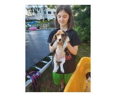 Beautiful Basset Hound Puppies: Longest Ears, Boundless Love - 11
