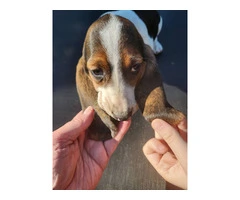 Beautiful Basset Hound Puppies: Longest Ears, Boundless Love - 12