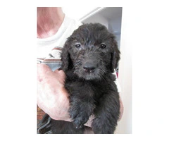 Double Doodle Puppies for Sale: Labradoodle and Goldendoodle Mix, Ready for New Homes - 3