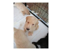 Double Doodle Puppies for Sale: Labradoodle and Goldendoodle Mix, Ready for New Homes - 7