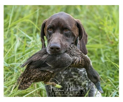 German Shorthaired Pointer Puppies - Brew and Rona - 11