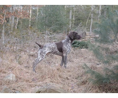 German Shorthaired Pointer Puppies - Brew and Rona - 16
