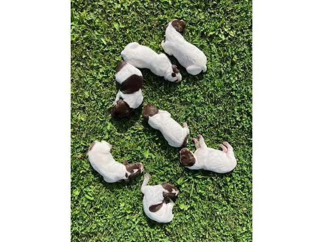 German Shorthaired Pointer Puppies - Brew and Rona - 17/17