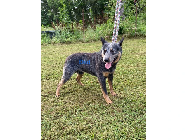 3 Australian Cattle dog puppies for sale - 4/5
