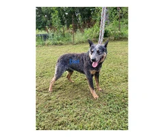 3 Australian Cattle dog puppies for sale - 4