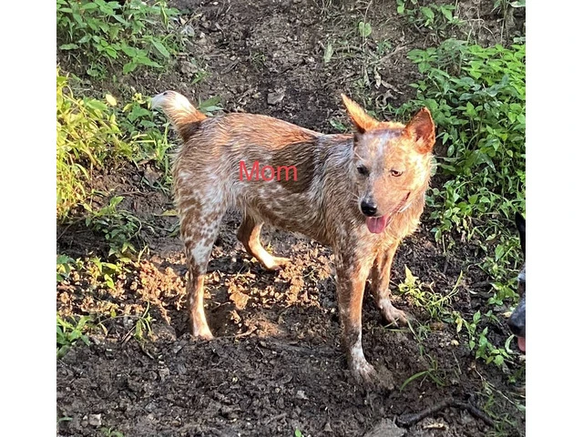 3 Australian Cattle dog puppies for sale - 5/5