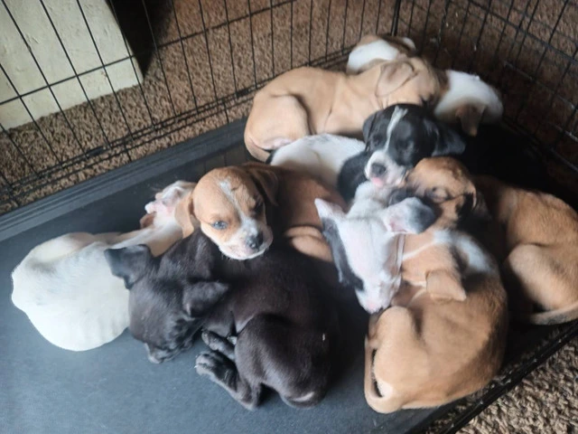 7 American Bully/Pitbull puppies for sale - 1/7