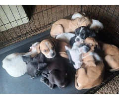 7 American Bully/Pitbull puppies for sale