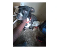 7 American Bully/Pitbull puppies for sale - 2