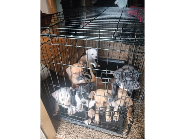 7 American Bully/Pitbull puppies for sale - 3/7