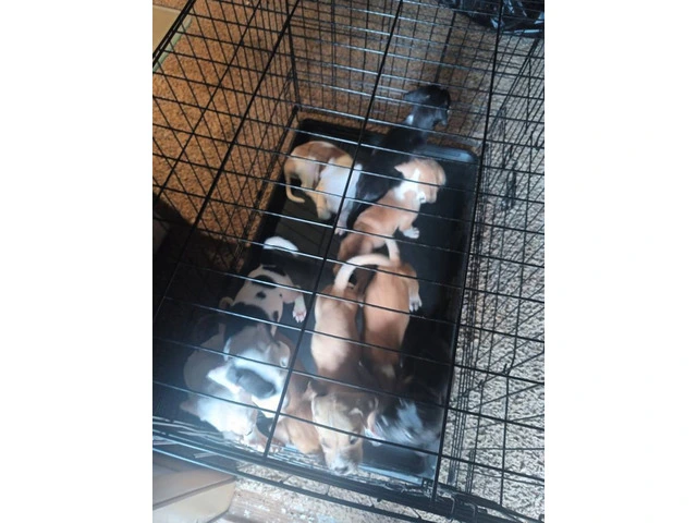 7 American Bully/Pitbull puppies for sale - 4/7