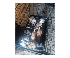 7 American Bully/Pitbull puppies for sale - 4