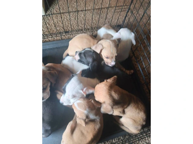 7 American Bully/Pitbull puppies for sale - 7/7