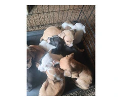 7 American Bully/Pitbull puppies for sale - 7