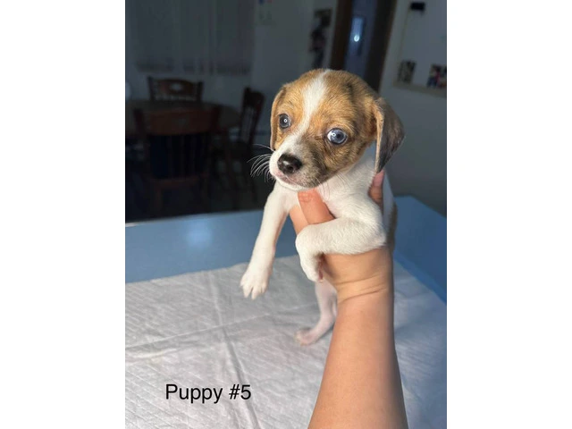 Full bred Male Chihuahua puppies - 1/9