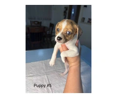 Full bred Male Chihuahua puppies