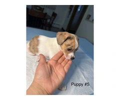 Full bred Male Chihuahua puppies - 2
