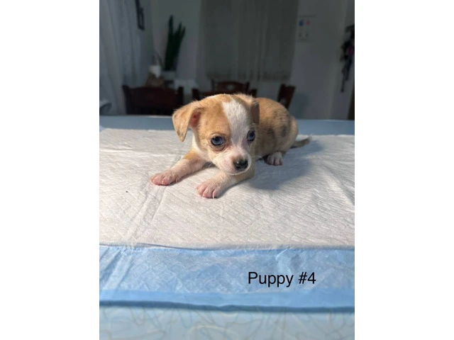 Full bred Male Chihuahua puppies - 3/9