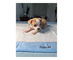 Full bred Male Chihuahua puppies - 3