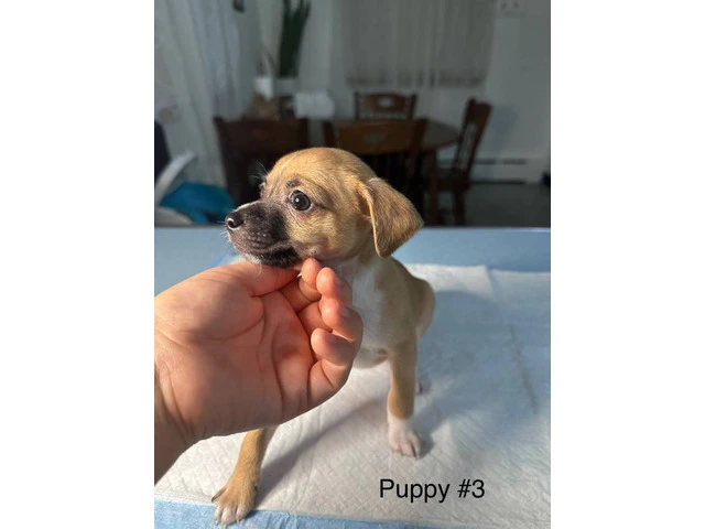 Full bred Male Chihuahua puppies - 4/9
