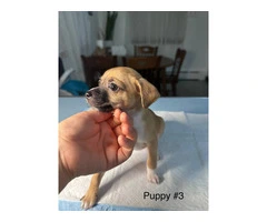 Full bred Male Chihuahua puppies - 4