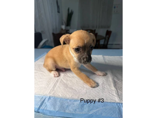 Full bred Male Chihuahua puppies - 5/9