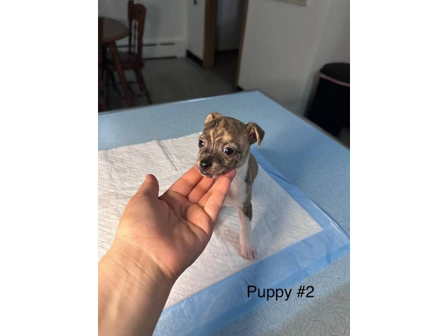 Full bred Male Chihuahua puppies - 6/9