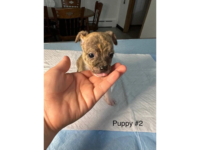 Full bred Male Chihuahua puppies - 7/9