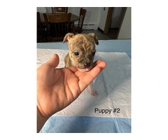 Full bred Male Chihuahua puppies - 7
