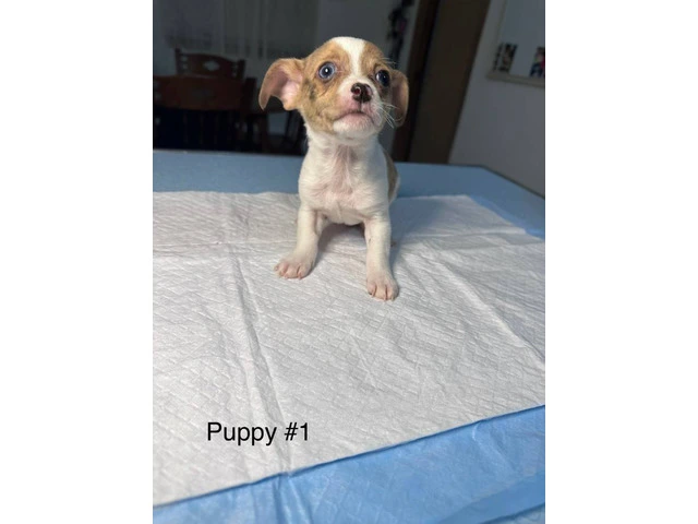 Full bred Male Chihuahua puppies - 8/9