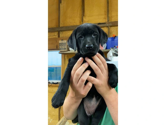 Purebred Labrador Puppies for Sale: Three 8-Week-Old Females, Shots & Dewormed, Ready for Saturd - 2/6