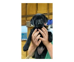 Purebred Labrador Puppies for Sale: Three 8-Week-Old Females, Shots & Dewormed, Ready for Saturd - 2