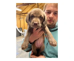 Purebred Labrador Puppies for Sale: Three 8-Week-Old Females, Shots & Dewormed, Ready for Saturd - 4