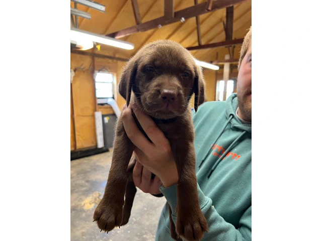 Purebred Labrador Puppies for Sale: Three 8-Week-Old Females, Shots & Dewormed, Ready for Saturd - 5/6