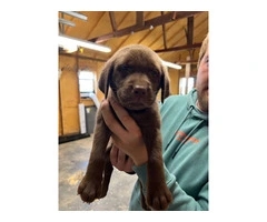 Purebred Labrador Puppies for Sale: Three 8-Week-Old Females, Shots & Dewormed, Ready for Saturd - 5