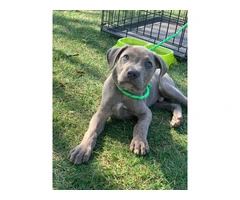 Beautiful Male Labrabull/Pitador Puppy Available for Rehoming: Last Chance!