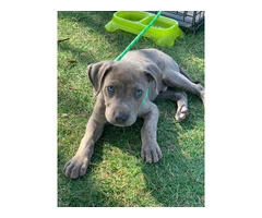 Beautiful Male Labrabull/Pitador Puppy Available for Rehoming: Last Chance! - 2