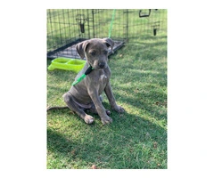 Beautiful Male Labrabull/Pitador Puppy Available for Rehoming: Last Chance! - 3