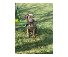 Beautiful Male Labrabull/Pitador Puppy Available for Rehoming: Last Chance! - 4