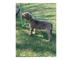 Beautiful Male Labrabull/Pitador Puppy Available for Rehoming: Last Chance! - 5