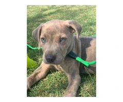 Beautiful Male Labrabull/Pitador Puppy Available for Rehoming: Last Chance! - 6