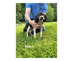 UKC Walker Coonhound Puppies for Sale - Great Lineage, Vaccinated, and Ready to Go!