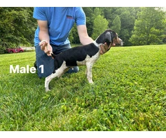 UKC Walker Coonhound Puppies for Sale - Great Lineage, Vaccinated, and Ready to Go! - 2