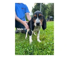 UKC Walker Coonhound Puppies for Sale - Great Lineage, Vaccinated, and Ready to Go! - 3