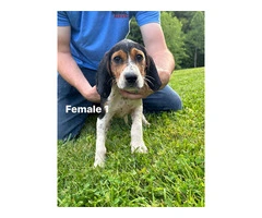 UKC Walker Coonhound Puppies for Sale - Great Lineage, Vaccinated, and Ready to Go! - 4