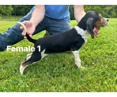 UKC Walker Coonhound Puppies for Sale - Great Lineage, Vaccinated, and Ready to Go! - 5
