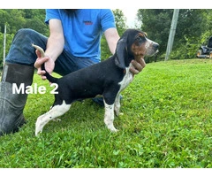 UKC Walker Coonhound Puppies for Sale - Great Lineage, Vaccinated, and Ready to Go! - 6