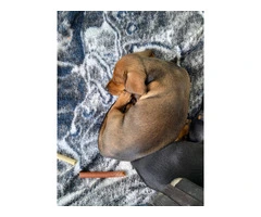 3 Miniature Dachshund Puppies for Sale - Vaccinated and Affordable