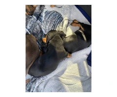 3 Miniature Dachshund Puppies for Sale - Vaccinated and Affordable - 2